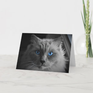 Ragdoll Cat, Karte