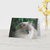 Ragdoll Cat Karte (Gelbe Blume)