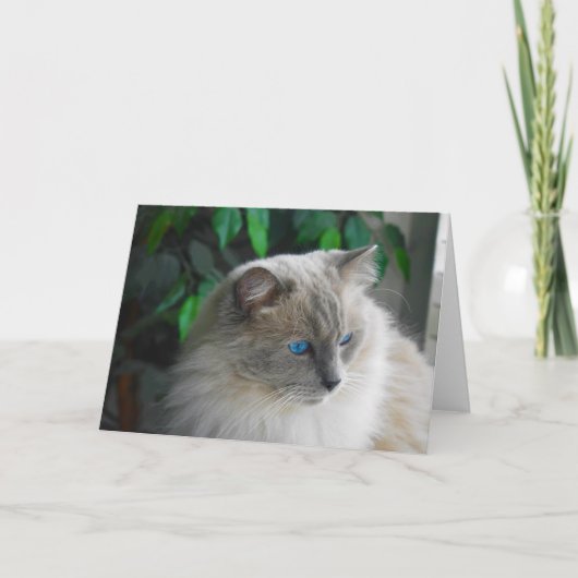 Ragdoll Cat Karte (Vorderseite)