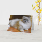 Ragdoll Cat, Karte (Gelbe Blume)