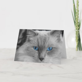 Ragdoll Cat Karte
