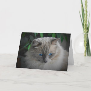 Ragdoll Cat Karte