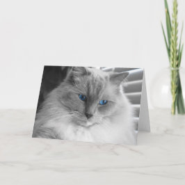 Ragdoll Cat Karte