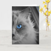 Ragdoll Cat, Karte (Gelbe Blume)
