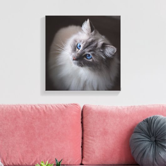 Ragdoll Cat Leinwand - Millie Blue Eyes (Insitu (Wohnzimmer))