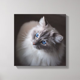 Ragdoll Cat Leinwand - Millie Blue Eyes