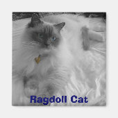 Ragdoll Cat Magnet (Vorne)