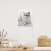 Ragdoll cat on computer keyboard poster (Küche)