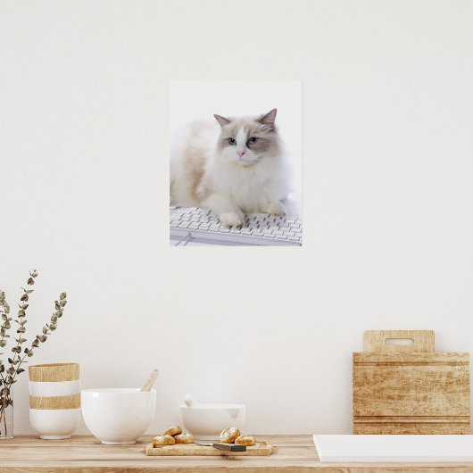 Ragdoll cat on computer keyboard poster (Küche)