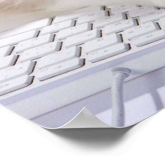 Ragdoll cat on computer keyboard poster (Ecke)