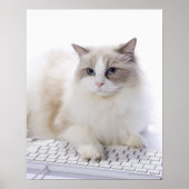 Ragdoll cat on computer keyboard poster (Vorne)