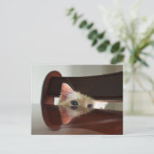 Ragdoll Cat Peeking Postcard Postkarte (Stehend Vorderseite)