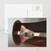 Ragdoll Cat Peeking Postcard Postkarte (Vorne/Hinten)