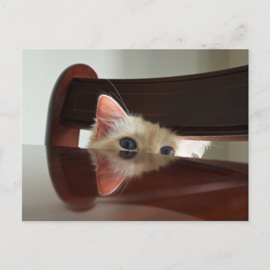 Ragdoll Cat Peeking Postcard Postkarte (Vorderseite)