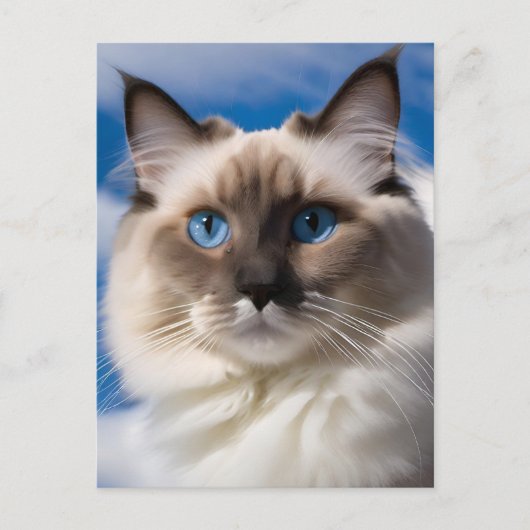 Ragdoll Cat Postcard Postkarte (Vorderseite)