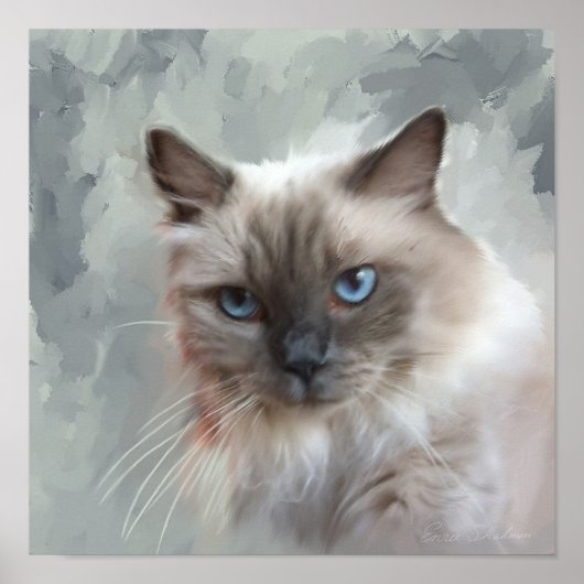 Ragdoll Cat Poster (Vorne)