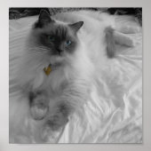 Ragdoll Cat Poster (Vorne)