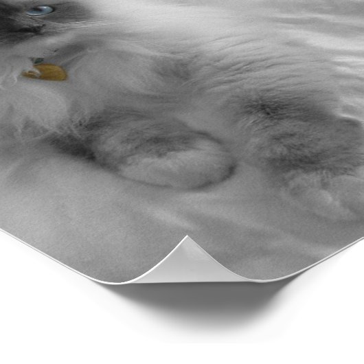 Ragdoll Cat Poster (Ecke)