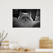 Ragdoll Cat, Poster (Küche)