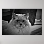Ragdoll Cat, Poster (Vorne)