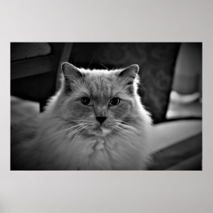 Ragdoll Cat, Poster