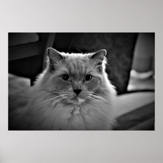 Ragdoll Cat, Poster (Vorne)