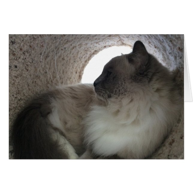 Ragdoll Cat Profil, Karte (Vorderseite (Horizontal))