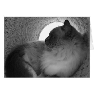 Ragdoll Cat Profil - Noir, Karte