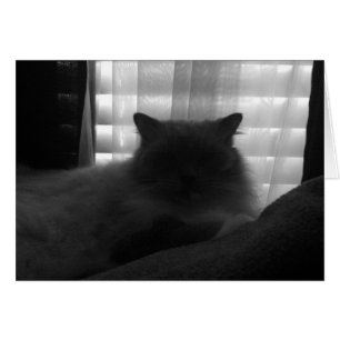 Ragdoll Cat - Watcher at Dusk - Noir