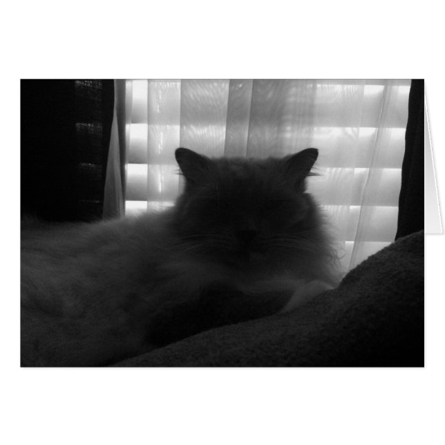 Ragdoll Cat - Watcher at Dusk - Noir (Vorderseite (Horizontal))