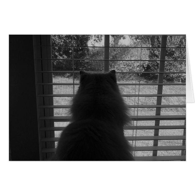 Ragdoll Cat Watching / Noir (Vorderseite (Horizontal))