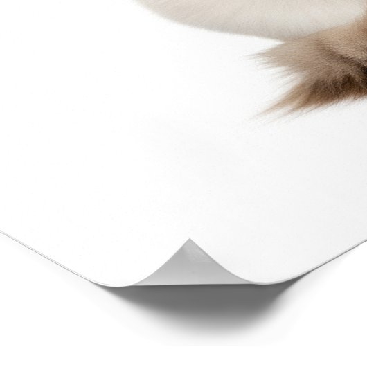 Ragdoll Chat Art Poster (Ecke)