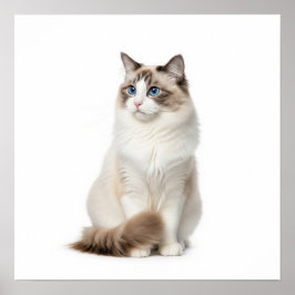 Ragdoll Chat Art Poster