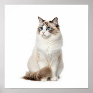 Ragdoll Chat Art Poster
