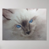 Ragdoll Eyes Poster (Vorne)