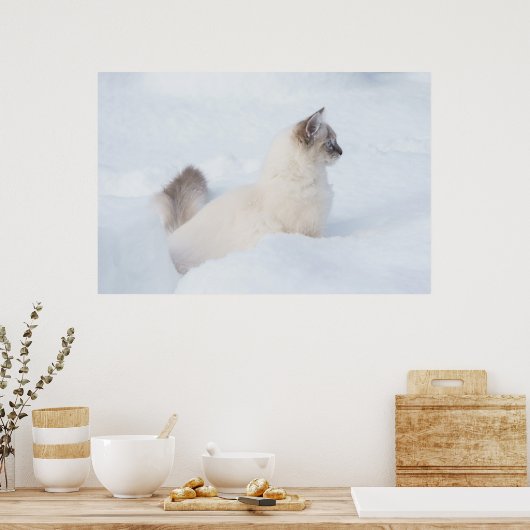 Ragdoll im Schneeplakat Poster (Küche)