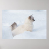 Ragdoll im Schneeplakat Poster (Vorne)