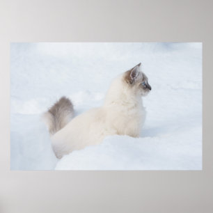 Ragdoll im Schneeplakat Poster