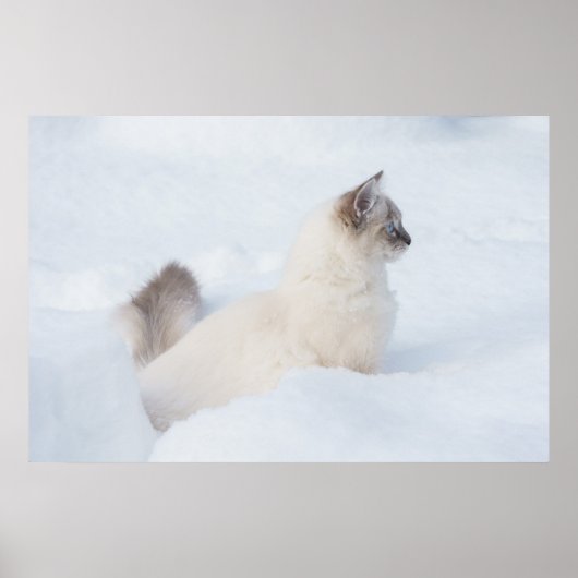 Ragdoll im Schneeplakat Poster (Vorne)
