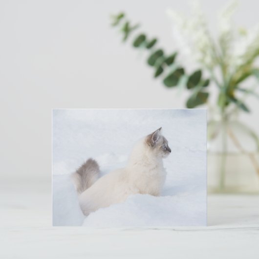 Ragdoll in der Schneeballkarte Postkarte (Stehend Vorderseite)