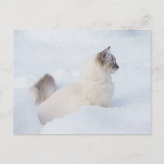 Ragdoll in der Schneeballkarte Postkarte (Vorderseite)