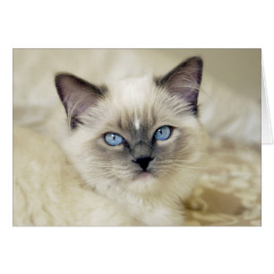 Ragdoll-Kätzchen