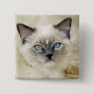 Ragdoll-Kätzchen Button