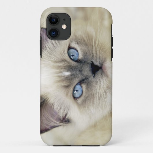 Ragdoll-Kätzchen Case-Mate iPhone Hülle (Rückseite)