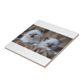 Ragdoll Kätzchen Fliese (Seite)