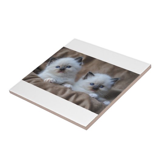 Ragdoll Kätzchen Fliese (Seite)