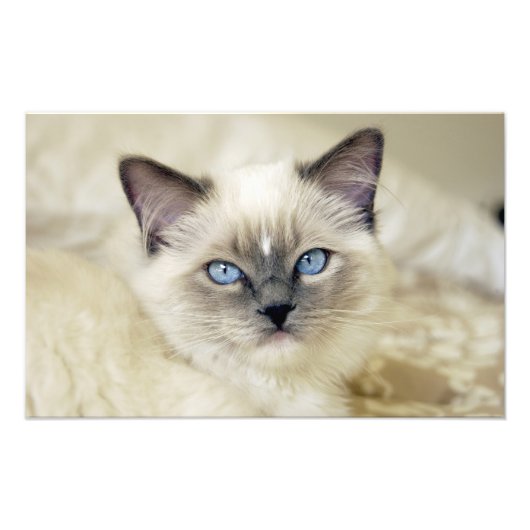 Ragdoll-Kätzchen Fotodruck (Vorne)