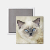 Ragdoll-Kätzchen Magnet (Vorderseite/Rückseite)