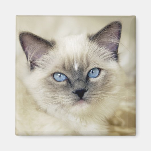 Ragdoll-Kätzchen Magnet (Vorne)