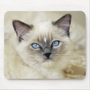 Ragdoll-Kätzchen Mousepad